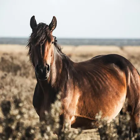 Apartment Appartementhaus Bracht - Juistine *