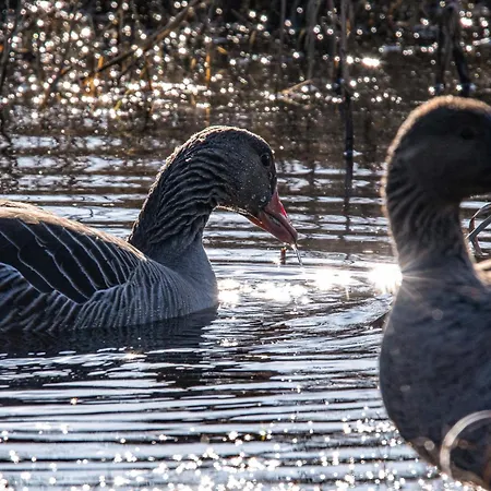 Apartment Appartementhaus Bracht - Juistine *